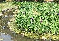 写真5-42 菖蒲庭園